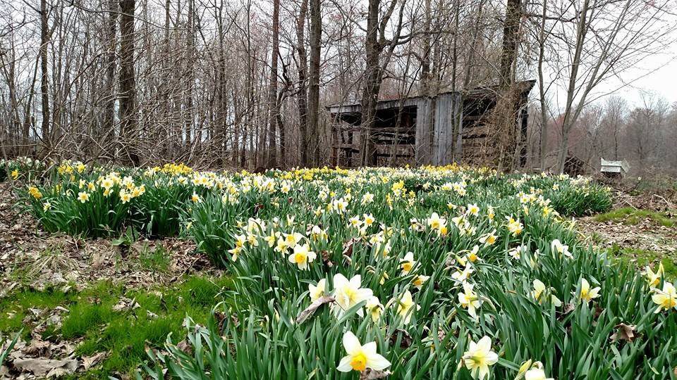 Lichtenwalner-Dandelion Lane Farm daffodils