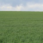 Ask FSA Andy about fiscal thoughts for the new year wheat field