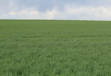 Ask FSA Andy about fiscal thoughts for the new year wheat field