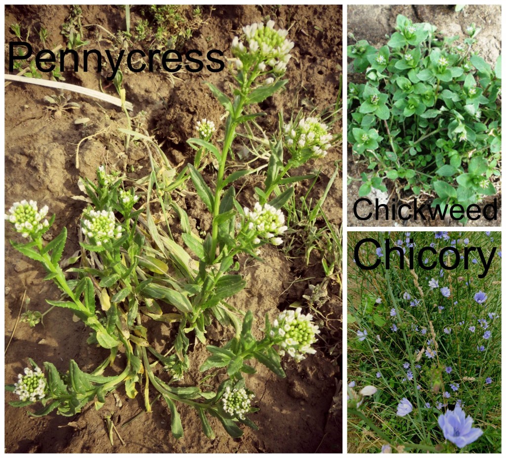If weeds could talk Farm and Dairy