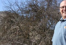 Bringing fruit back to life apples Benscoter