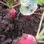 cherry belle radishes