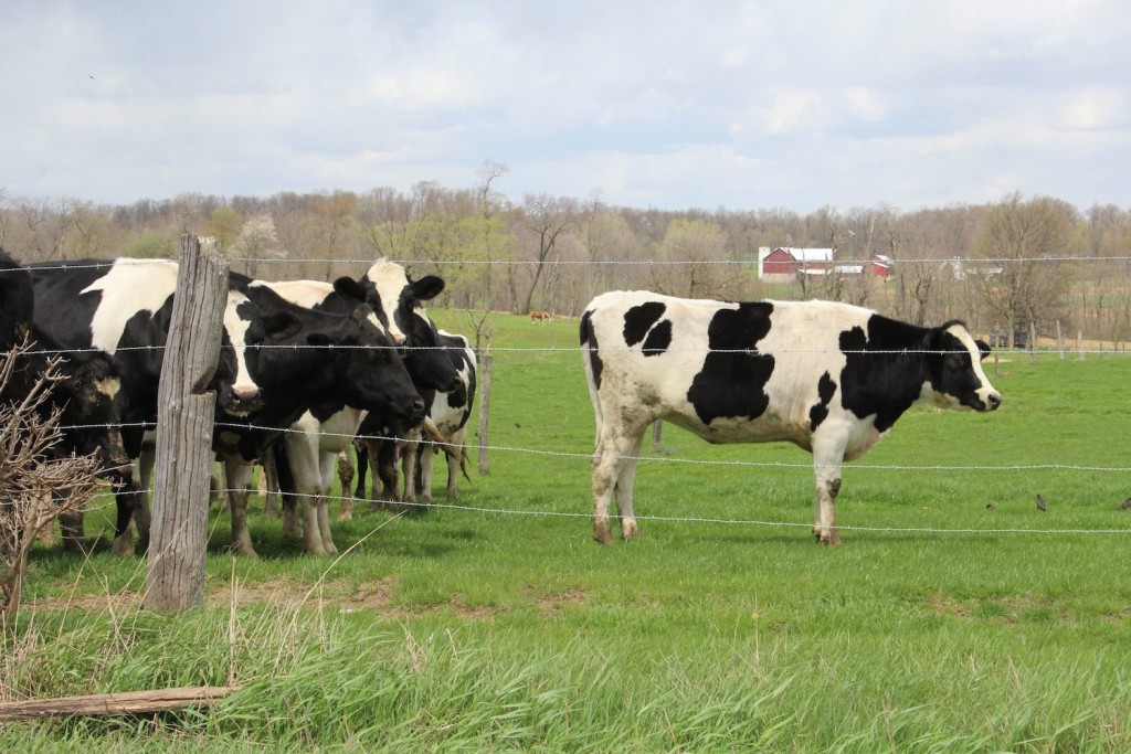 These dairy cows were spotted on pasture between Wooster and Perrysville April 21.