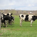 Too much nitrogen: Colorado dairy farmers to employ conservation practices to limit effects on mountain ecosystem Cows in pasture