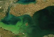 Breaking: western Lake Erie declared impaired Algal bloom