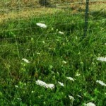 If weeds could talk fertile soil weeds