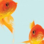 Colorado lake infested with 4,000 goldfish goldfish