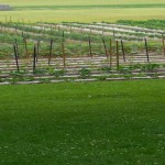 mount pleasant garden