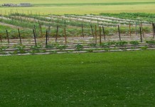 Mt. Pleasant Community Garden volunteers share gift of fresh produce