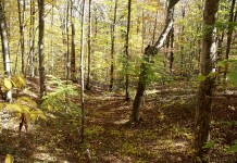 Newly signed Ohio law defines natural gas as green energy Vinton County, Ohio forest