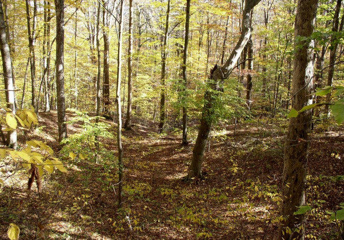 Vinton County, Ohio forest