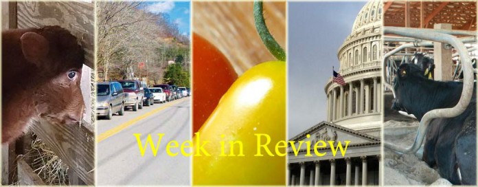 Week in Review 4/4 Week in Review 4/4