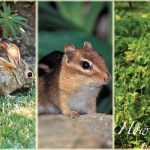 How to keep wildlife out of your garden wildlife pests in the garden