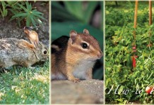 How to keep wildlife out of your garden wildlife pests in the garden