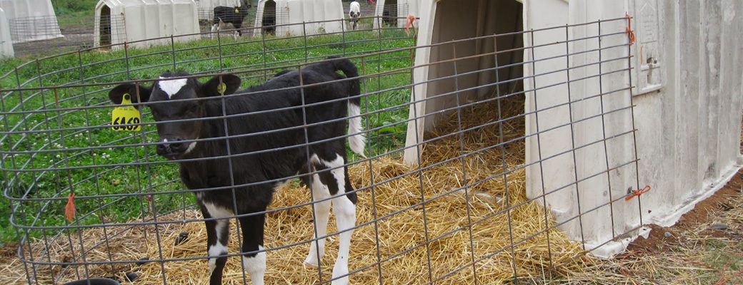 Calf in hutch