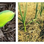 The many faces of mulch: How to choose the best for your lawn and garden Types of mulch