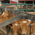 Ohio to host national Guernsey convention June 16-20