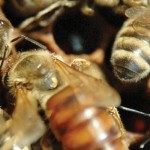 Pollination: The lone bees bees