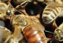 Symposium provides insights to states, partners working to support pollinator health bees