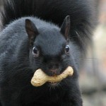 Good intentions gone astray: Imported wildlife