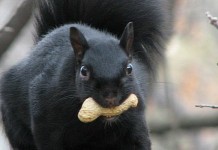 Good intentions gone astray: Imported wildlife