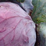 Water your vegetable garden for optimal performance cabbage