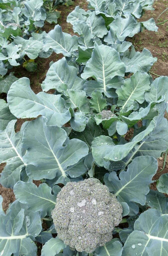 Water your vegetable garden for optimal performance Farm and Dairy