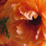 Poppies, Cathy Burcham
