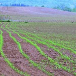 Weather dominates farming, crop futures