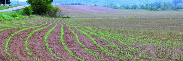 emerged corn.1200.2015