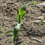 Lots of weather, but no good grain price news