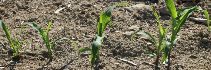 emerging corn.1200