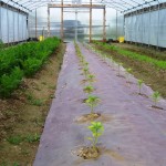 Trying to gauge the growth of CSAs