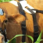 Graziers, your livestock are telling you how to increase pasture intake