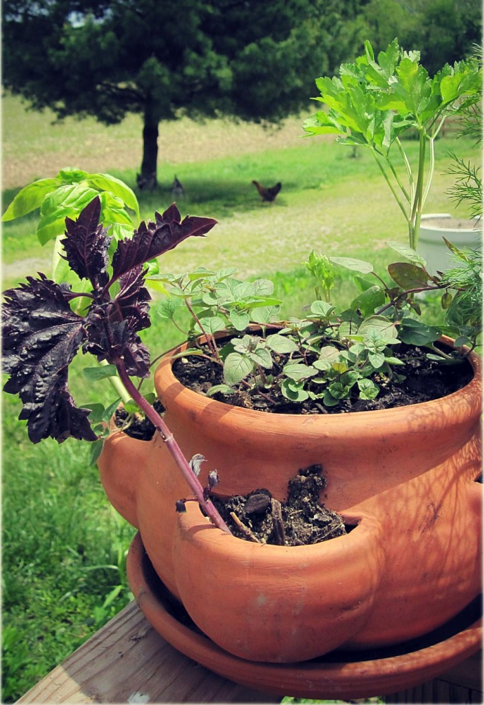 How to grow a container garden 10 tips Farm and Dairy