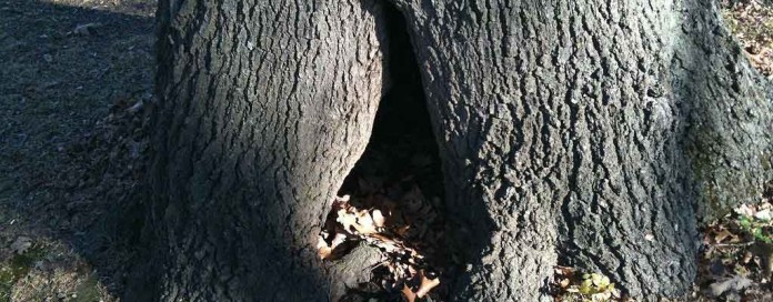 hole in tree hole in tree