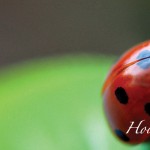 How to manage insects in the garden ladybug on leaf