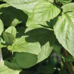 Top 10 tips for planting herbs mint plant