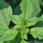 palmer amaranth.ud.1200