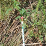 Invasive species could cause billions in damages