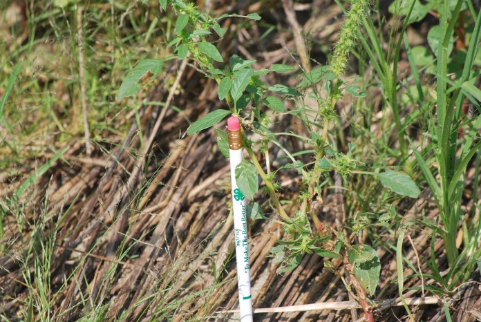 palmer amaranth.ud.pencil