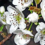 Bradford pear tree blooms fill air with rotting stench pear tree blossoms