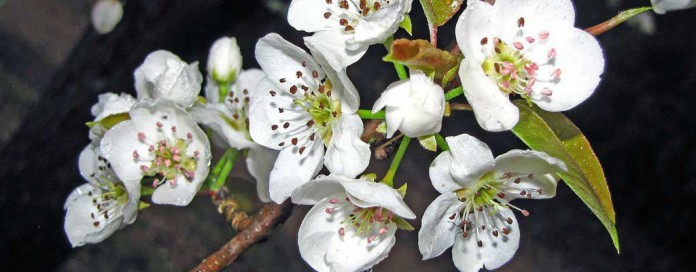 pear tree blossoms pear tree blossoms