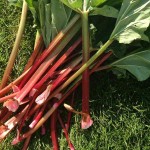 rhubarb stalks