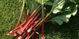 Planting, harvesting and cooking rhubarb rhubarb stalks