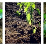 transplanting seedlings