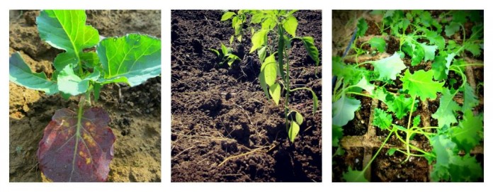 transplanting seedlings