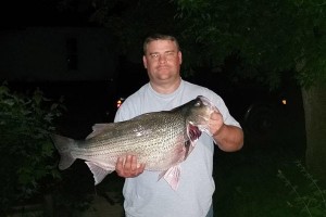Richard A. Knisely with record hybrid striper bass.