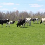 Farm and Dairy’s top 10 stories of 2015 grazing