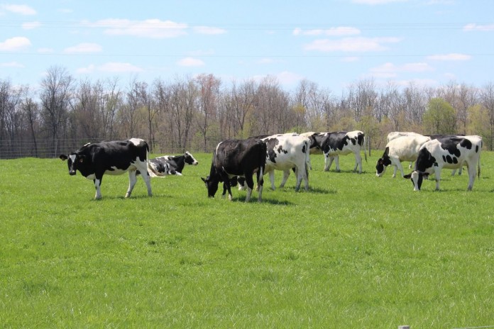 Bridgewater grazing grazing